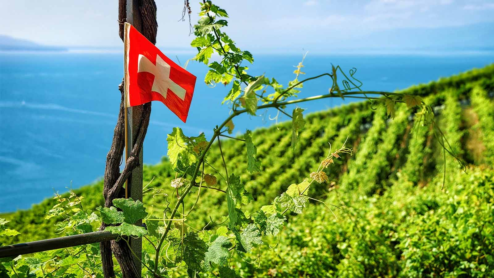 Private Vineyard Tour